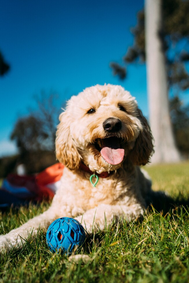 Goldendoodle