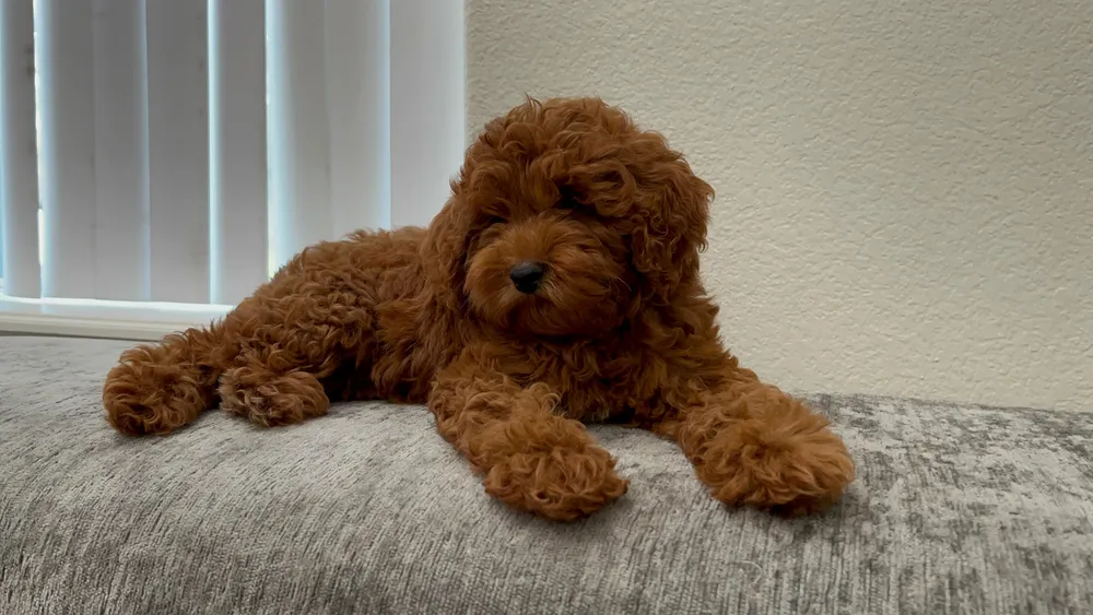 Lola photo 2