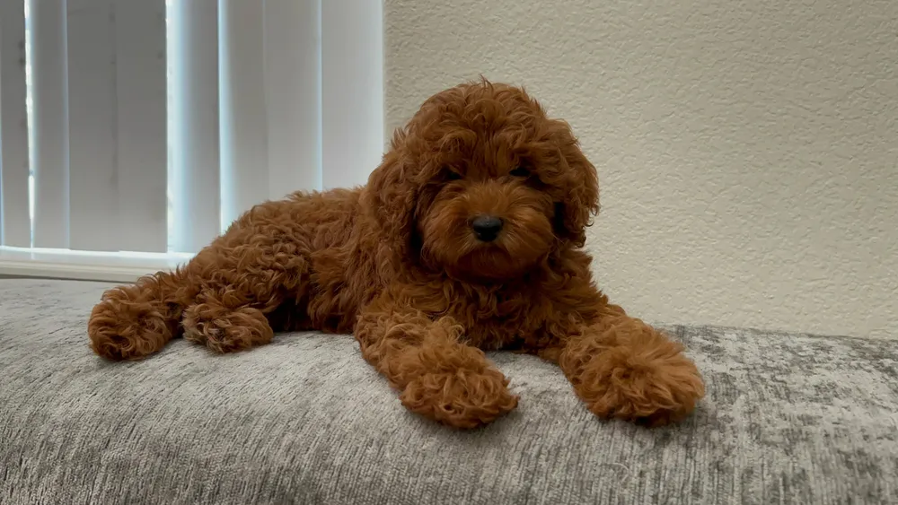 Lola photo 3